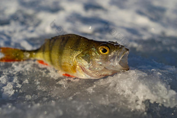 寒冷的鱼渔夫钓鱼冰冻的
