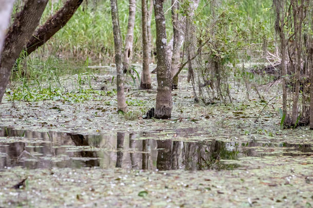 柏树根，沼泽，大柏树国家保护区，佛罗里达