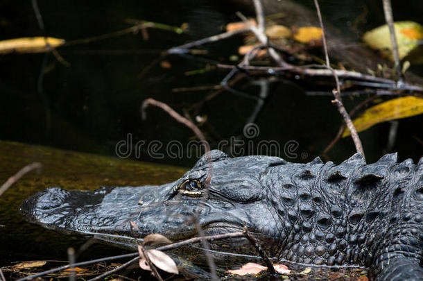 佛罗里达州大柏树国家保护区鳄鱼休息区