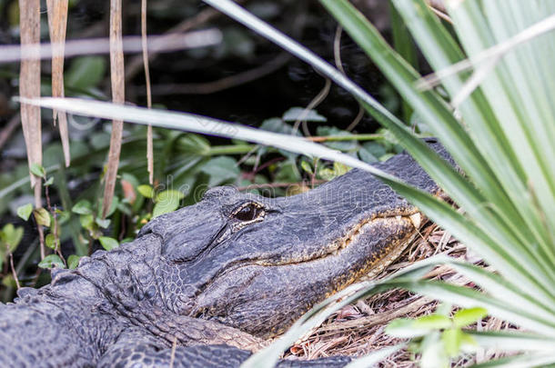 佛罗里达州<strong>大柏树</strong>国家保护区鳄鱼休息区