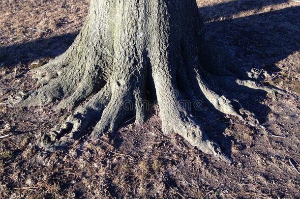 春天有根的大树树干。