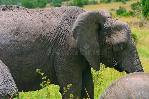肯尼亚马赛马拉野生动物保护区非洲象
