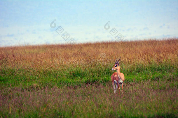格兰特-加泽尔，马赛马拉游戏保护区，肯尼亚