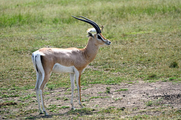 格兰特-加泽尔，马赛马拉游戏保护区，肯尼亚