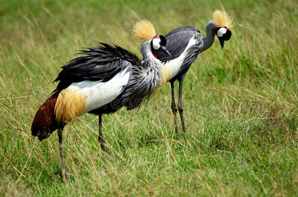 灰冠鹤，马赛马拉游戏保护区，肯尼亚