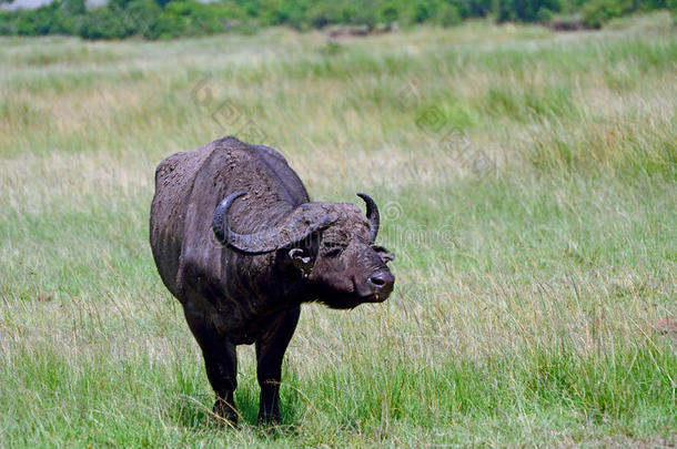 非洲水牛，马赛马拉野生<strong>动物保护</strong>区，肯尼亚