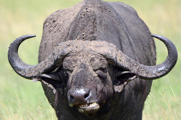 非洲水牛，马赛马拉野生动物保护区，肯尼亚