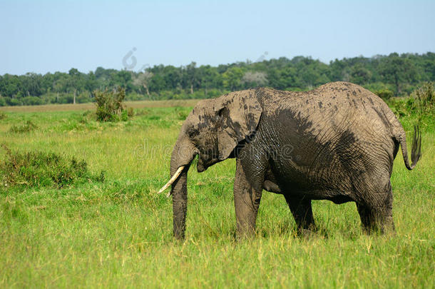 肯尼亚马赛马拉<strong>野生动物保护区</strong>非洲象