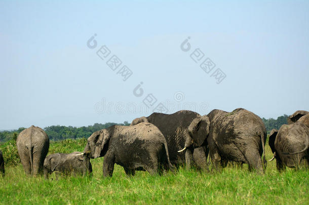 非洲大象，马赛马拉游戏保护区，肯尼亚