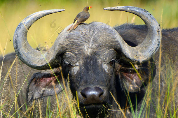 非洲水牛和一只红嘴啄木鸟，马赛马拉游戏研究