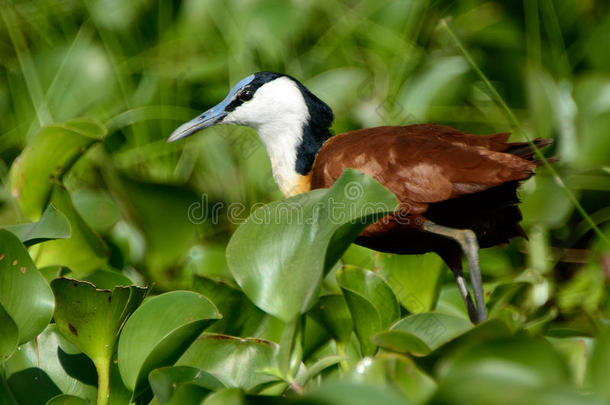 非洲Jacana，纳瓦沙湖，肯尼亚