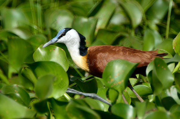 非洲Jacana，纳瓦沙湖，肯尼亚