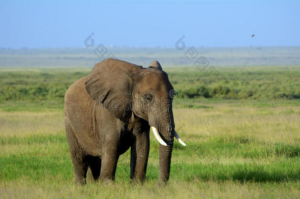 非洲大象，<strong>安博塞利</strong>国家公园，肯尼亚