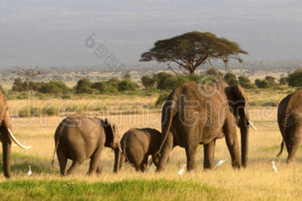 非洲大象，安博塞利国家公园，肯尼亚