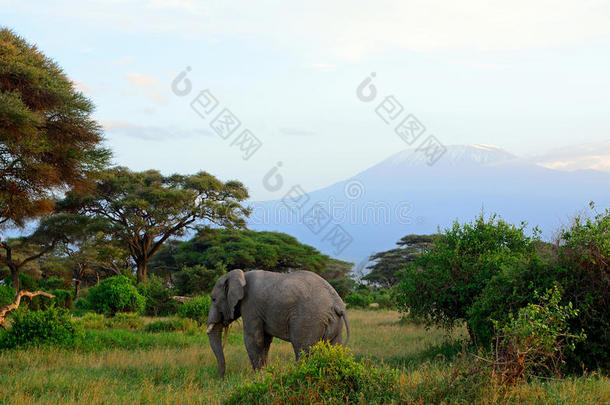 非洲大象和乞力马扎罗，安博塞利国家公园，k