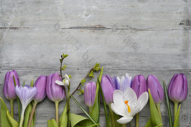 灰色木制背景，紫色白色郁金香，雪滴和番红<strong>花边框</strong>成一行，空的复制空间，春夏<strong>装饰</strong>