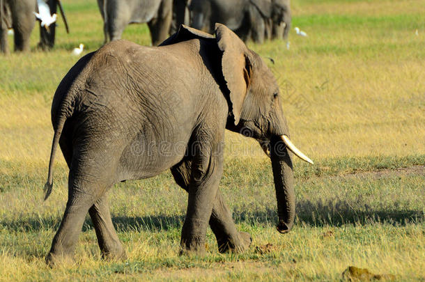 非洲大象，<strong>安</strong>博<strong>塞利</strong>国家公园，肯尼亚