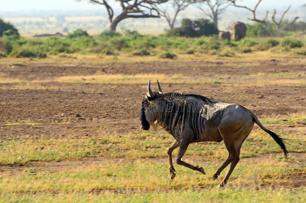 肯尼亚安波塞利国家公园的蓝色角马