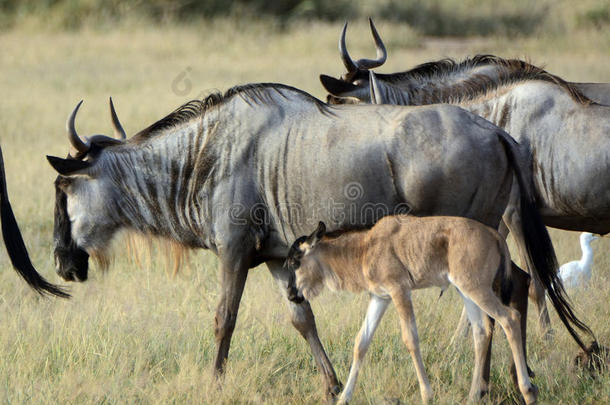 肯尼亚<strong>安波塞利</strong>国家公园的蓝色角马