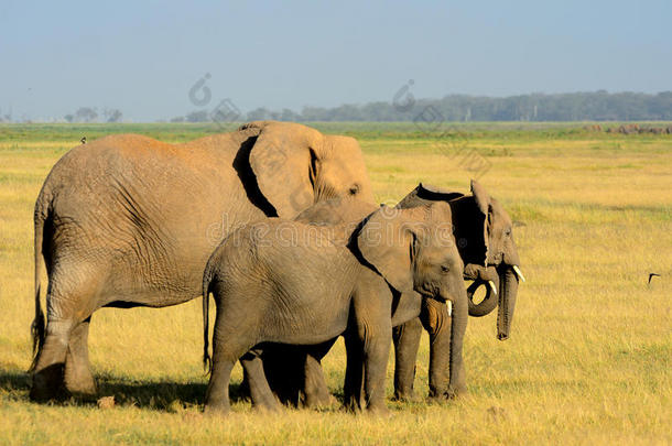 非洲大象，安博塞利国家公园，肯尼亚