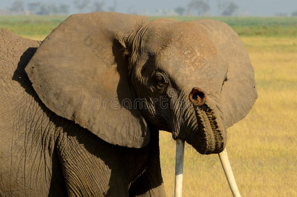 非洲大象，<strong>安博塞利</strong>国家公园，肯尼亚