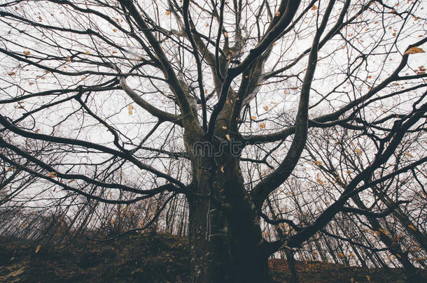 秋天在神秘的童话森林里倒下后，一棵大树枝的巨大老树