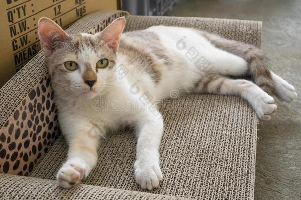 一只年轻的<strong>白猫</strong>躺在它的垫子上抓挠，好奇地看着相机