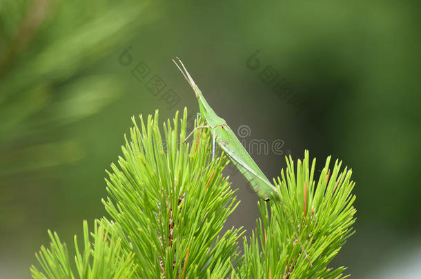 绿色蝗虫，直翅目昆虫