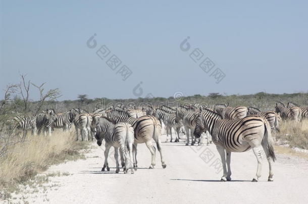 非洲交通斑马在路上行走