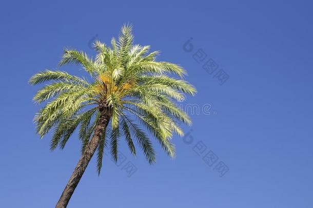 一棵棕榈树。