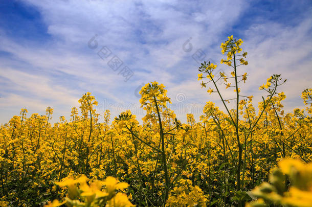 特写美丽的黄色油菜花在田野上开花
