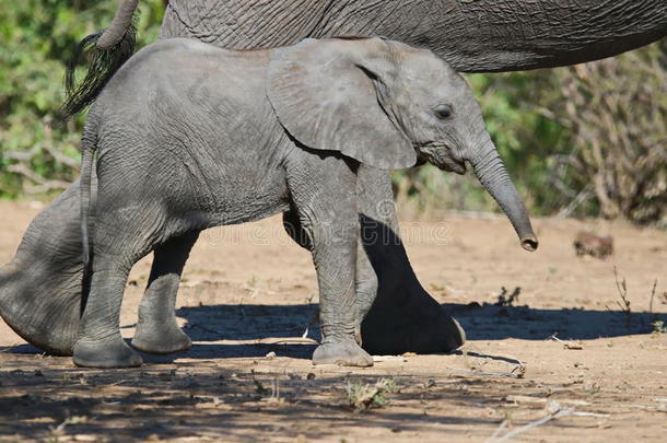 非洲的耳朵大象<strong>眼睛母亲</strong>