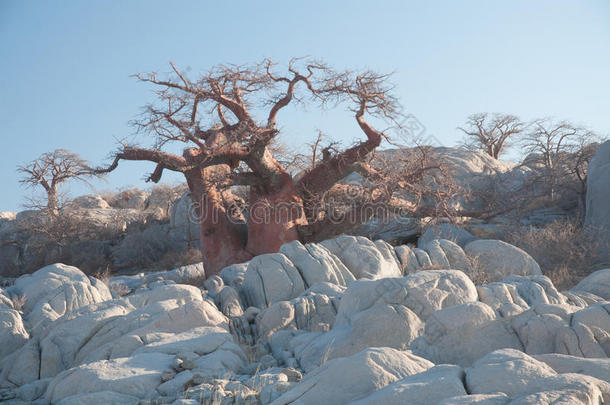 花岗岩巨石中的巴布巴树