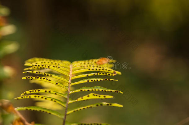蕨类植物的叶子，在强烈的早晨<strong>阳光下</strong>拍摄