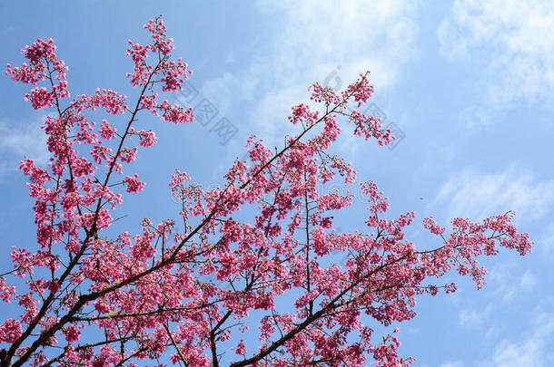 樱花盛开在日本京都公园