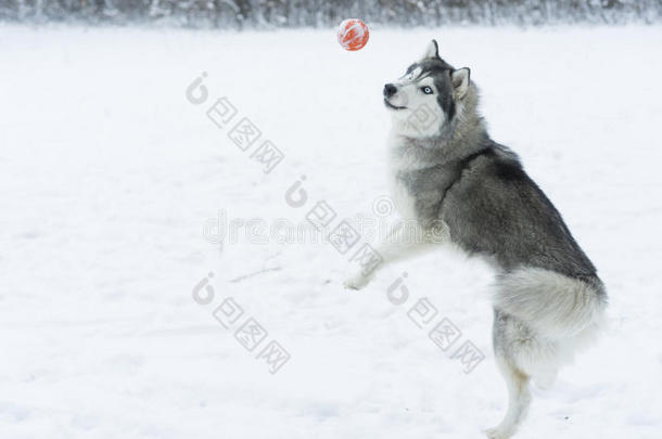 球狗小狗爱犬眼睛