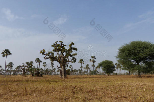 非洲非洲的猴面包树三角洲风景