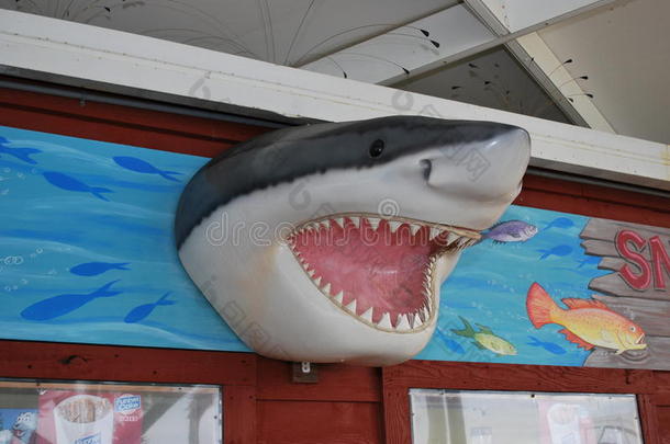 海滩海湾海岸鲨鱼雕像佛罗里达大白鲨