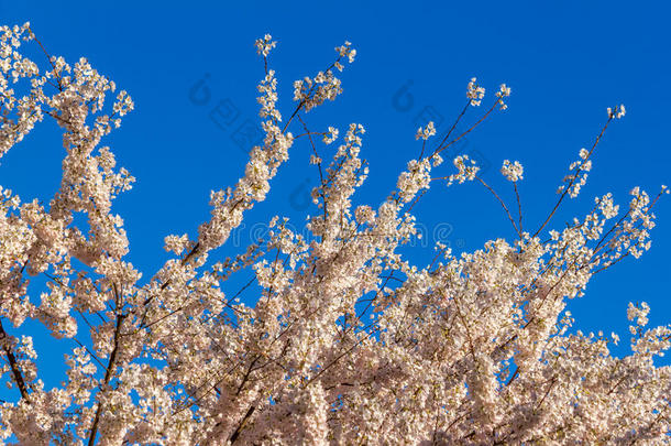 樱花，樱花在春天，自然，背景