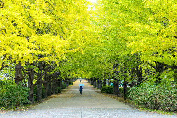 秋天银杏叶在秋天，日本