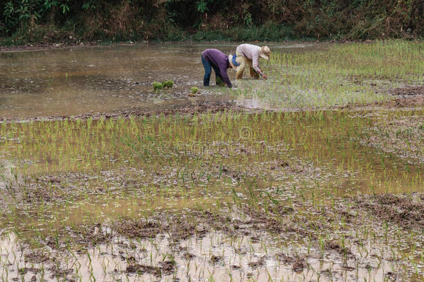 柬埔寨农民种植水稻。