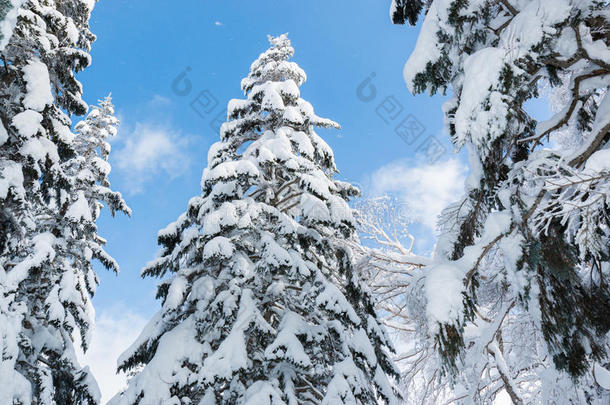 美丽的冬季景观，积雪覆盖树木，降雪。