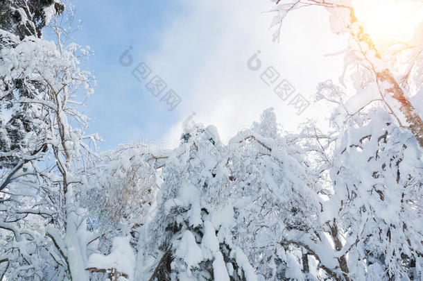 美丽的冬季景观，积雪覆盖树木，降雪。