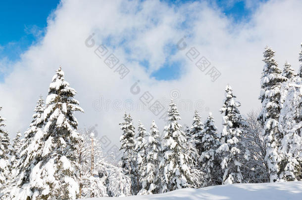 美丽的冬季景观，积雪覆盖树木，降雪。