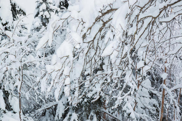 美丽的冬季景观，积雪覆盖树木，降雪。