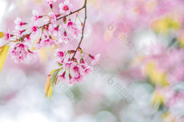 野生喜马拉雅樱桃（杜松子属）的特写粉红色花