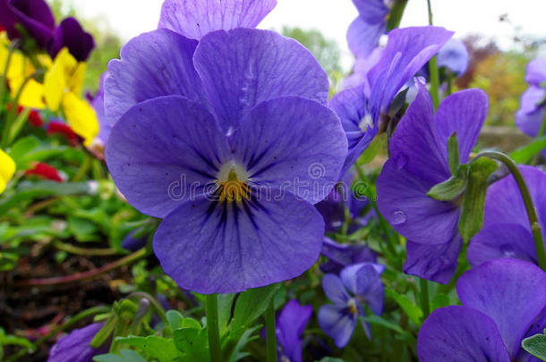 蓝紫色的花园，三色堇，特写春天季节的花坛
