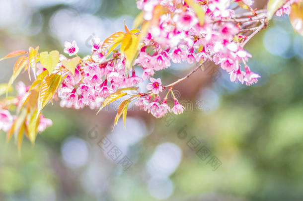 野生喜马拉雅樱桃（杜松子属）的特写粉红色花