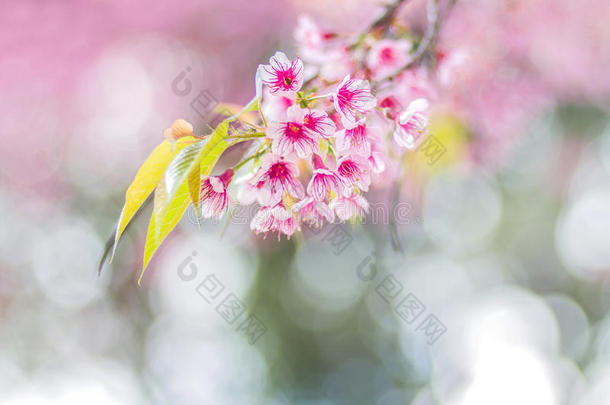 野生喜马拉雅樱桃（杜松子属）的特写粉红色花