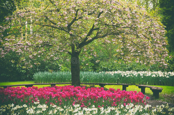 花园里<strong>春天开花的树</strong>